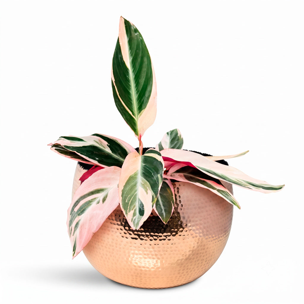 Stromanthe sanguinea Triostar 12x40cm house plant in Hammered Bowl copper 19x14cm