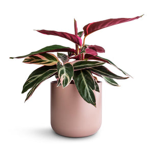 Stromanthe sanguinea Triostar & Lisbon Plant Pot - Pink Clay