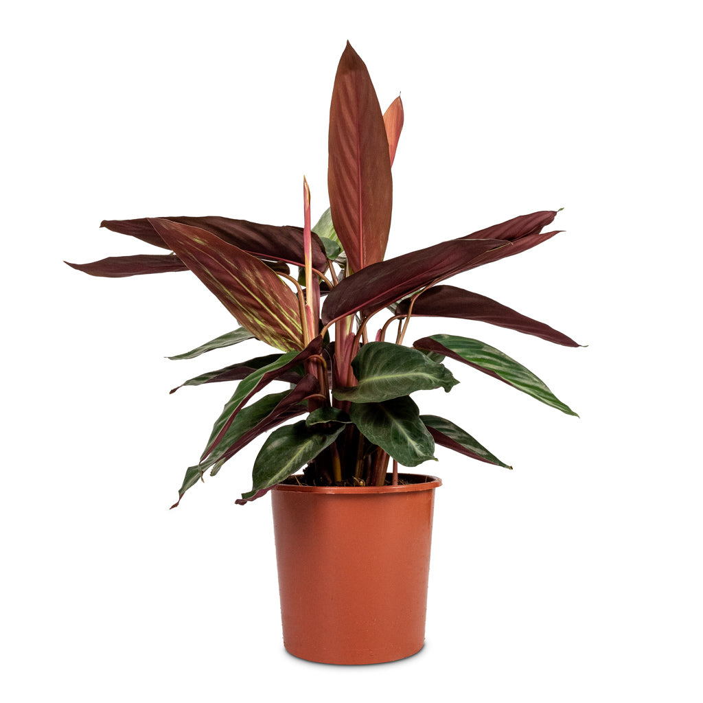 Pet Safe* Stomanthe Triostar | Calathea Triostar | Stromanthe Sanguinea outlets