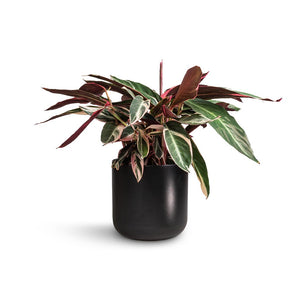 Stromanthe sanguinea Triostar & Lisbon Plant Pot - Anthracite