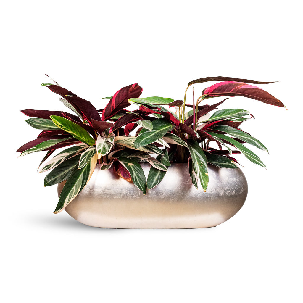 Stromanthe sanguinea Triostar 19x70cm House Plant in Metallic Boat Planter Light Champagne 75x30x25cm