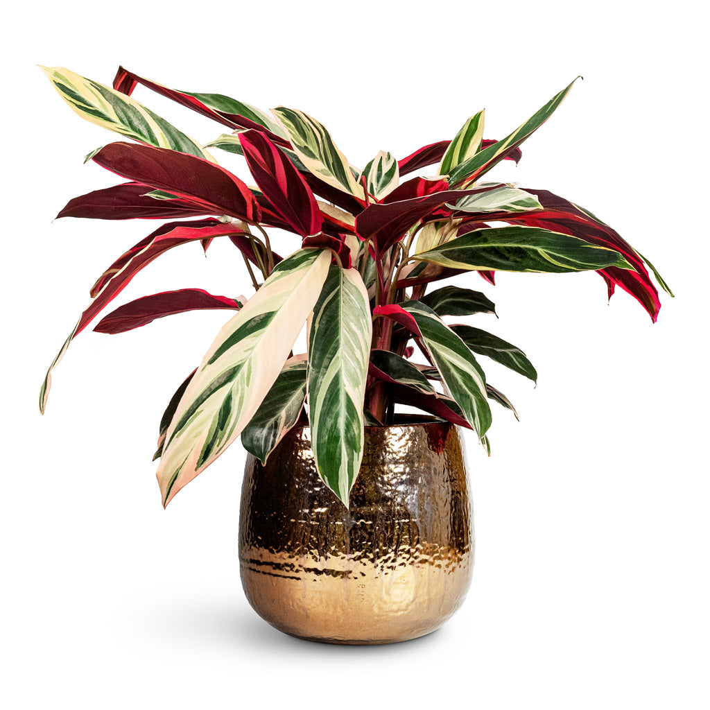 Stromanthe sanguinea Triostar - 19x70cm In Yvette Plant Pot Gold - 26x22cm