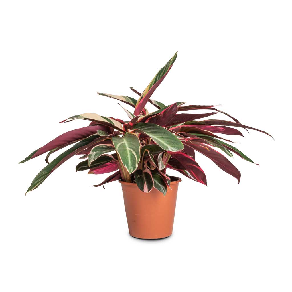 Stromanthe sanguinea Triostar - 19 x 70cm