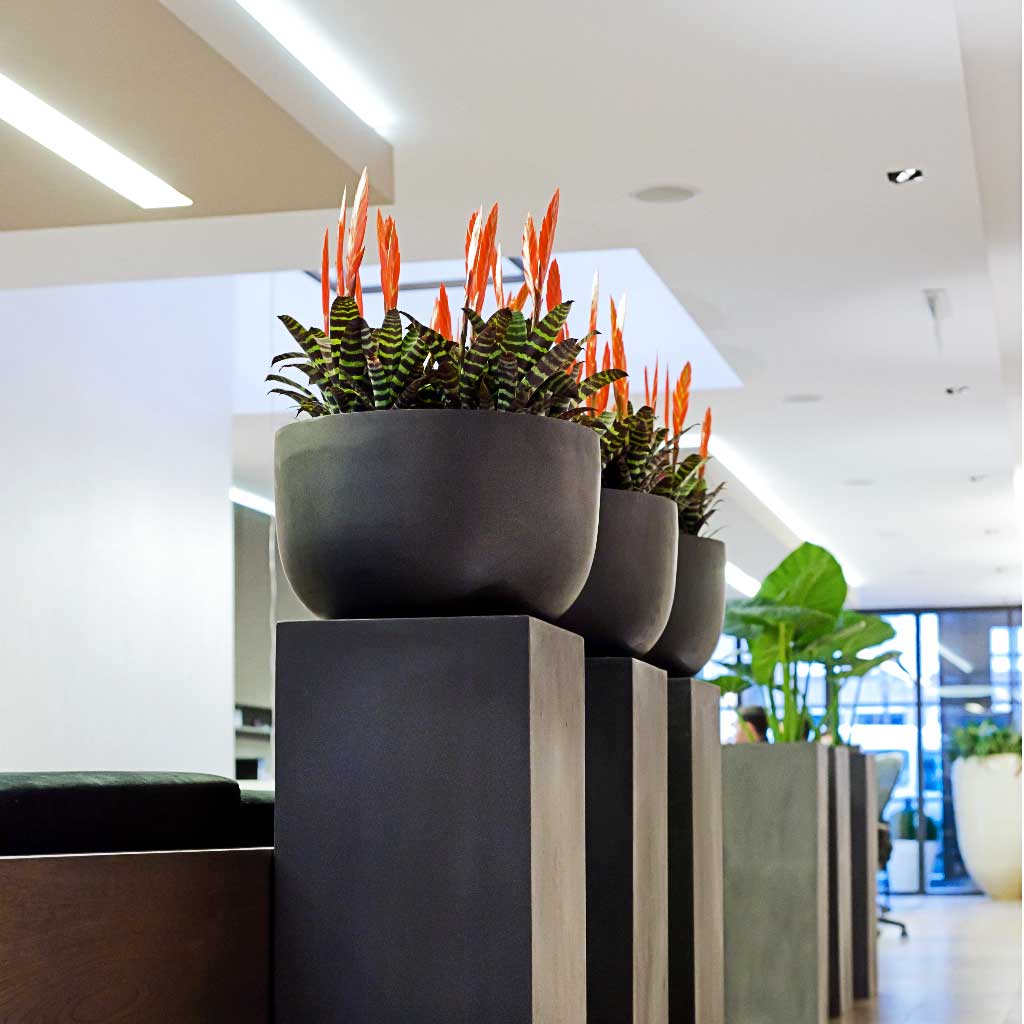 Sunny Natural Black Office Planters