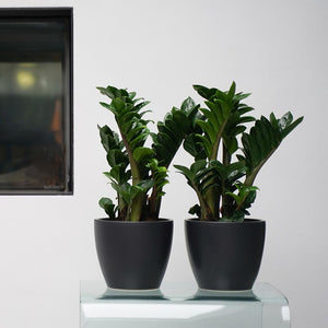 Sven Plant Pots - Black & Zamioculcas zamiifolia Zenzi - Zenzi ZZ Plant
