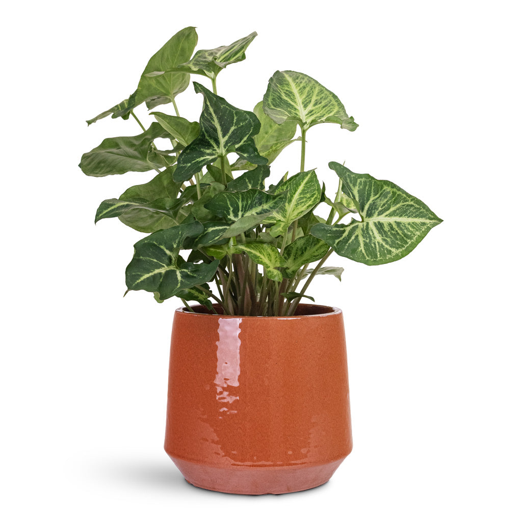 Syngonium nephthytis Arrow 12x25cm House Plant In Common Pot Shiny Brick 17x15cm