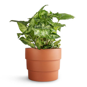 Syngonium nephthytis Arrow - Arrow Plant & Boston Tiered Plant Pot - Terracotta
