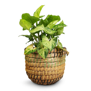 Syngonium nephthytis Arrow - Arrow Plant & Jane Plant Baskets - Set of 5 - Jungle