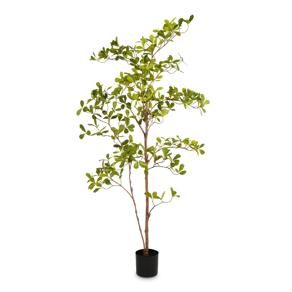 Terminalia Tree Potted Artificial 145cm