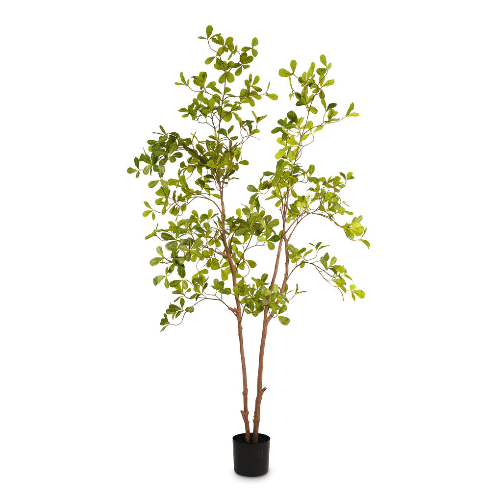 Terminalia Tree Potted Artificial 145cm