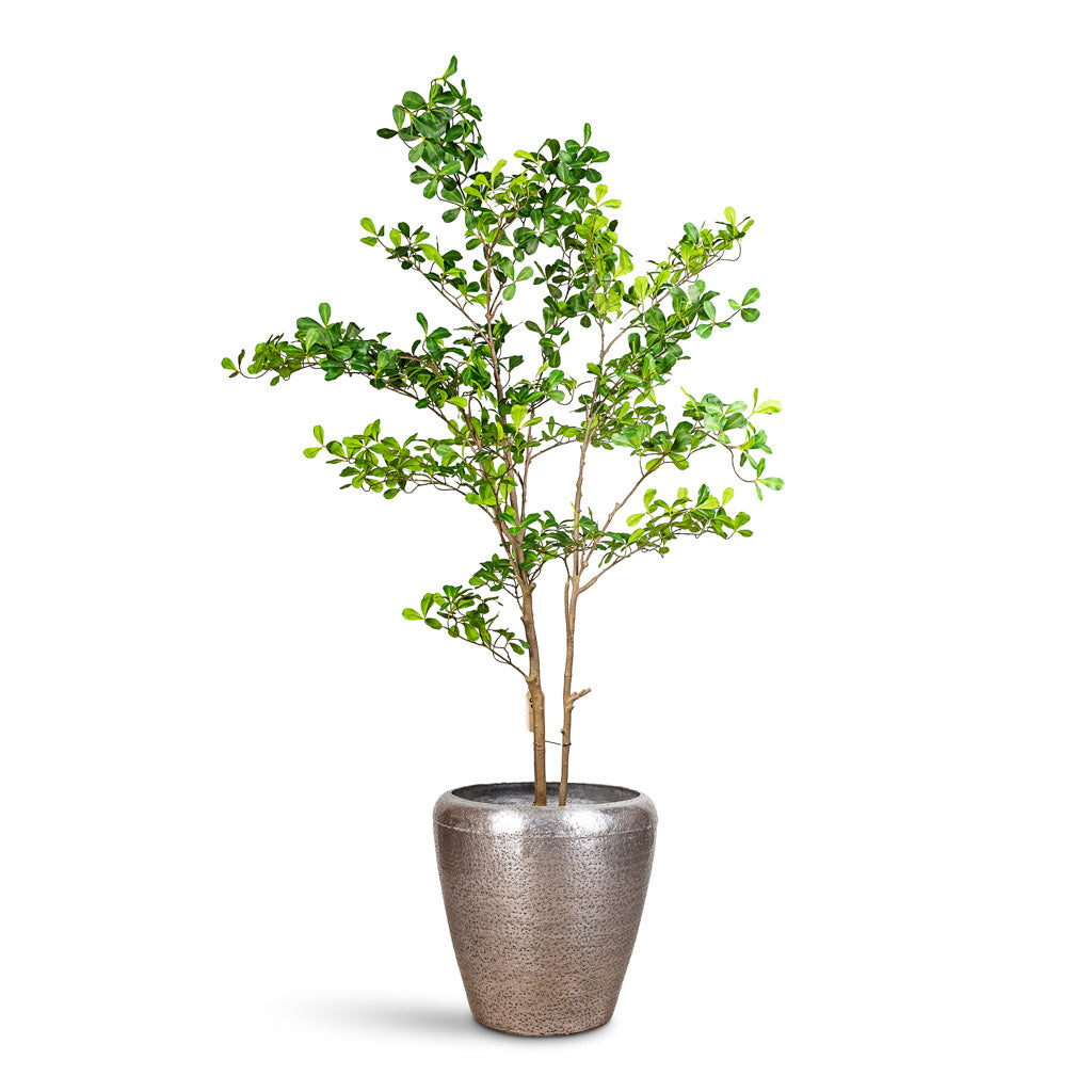 Terminalia Tree Potted Artificial 205cm House Plant in Naya Metal Planter Silver 45x40cm