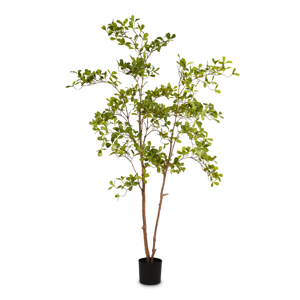 Terminalia Tree Potted Artificial 205cm