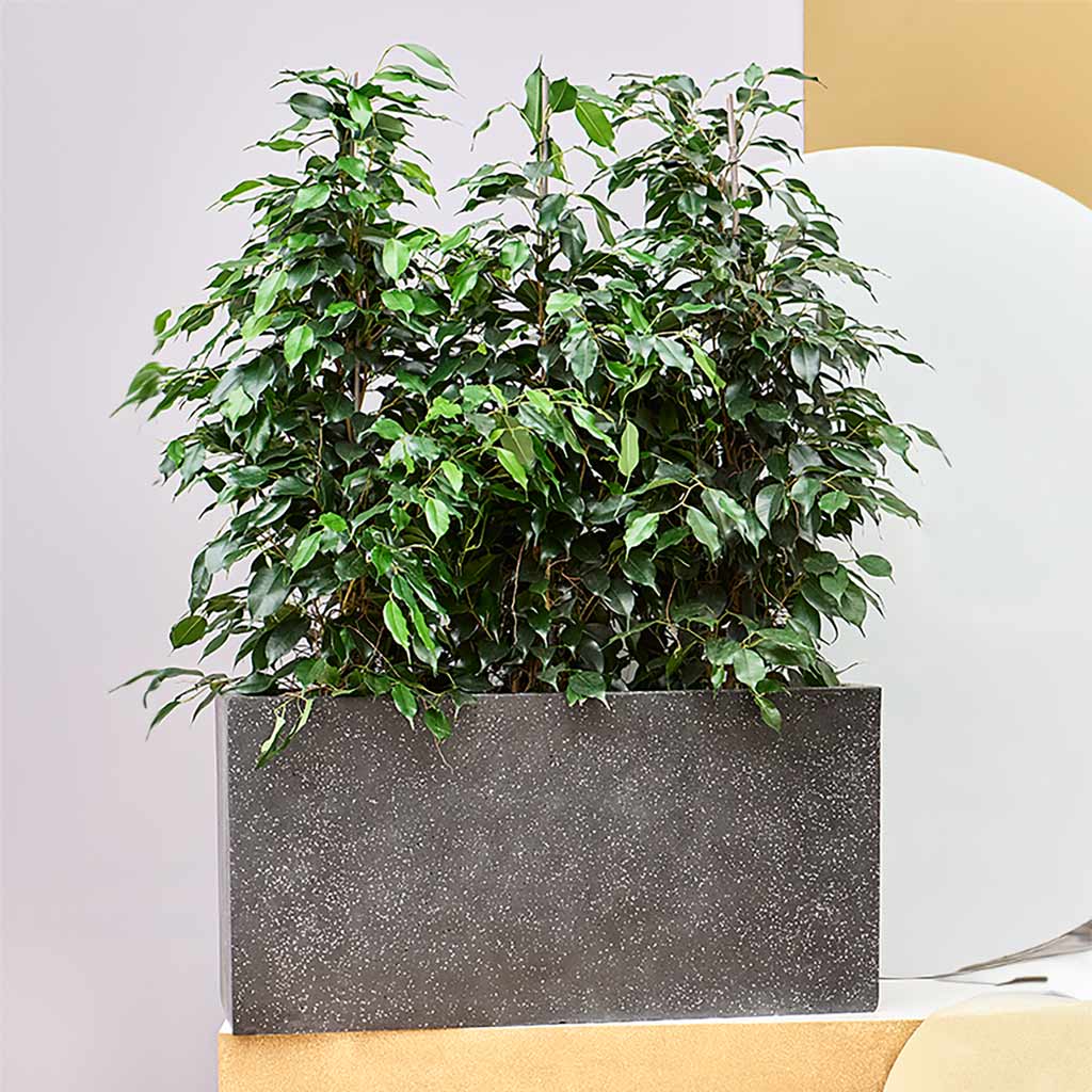 Terrazzo Trough Planter - Black & Ficus Benjamina