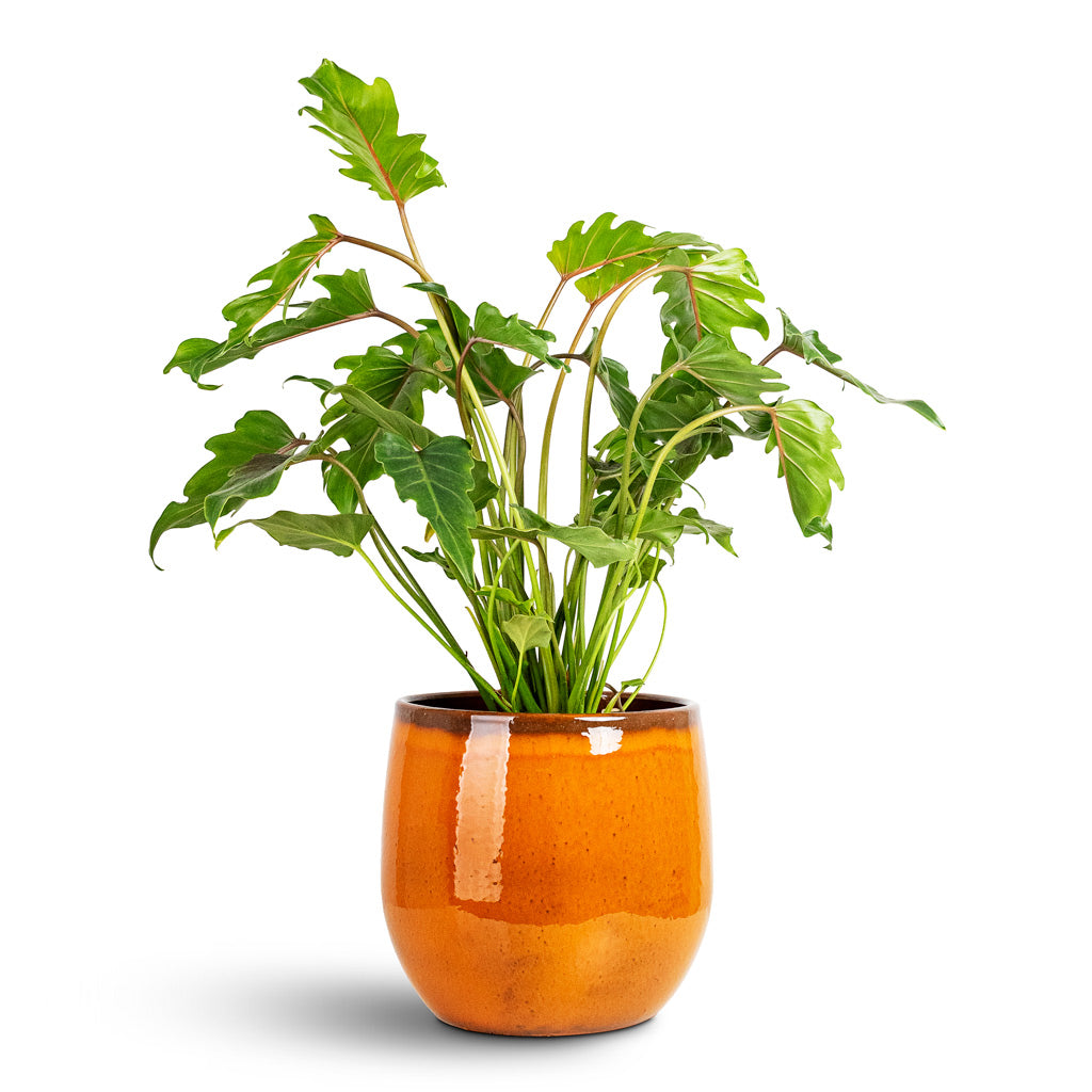 Thaumatophyllum Xanadu - 19x60cm House Plant In Charlotte Pot Ochre - 29x25cm