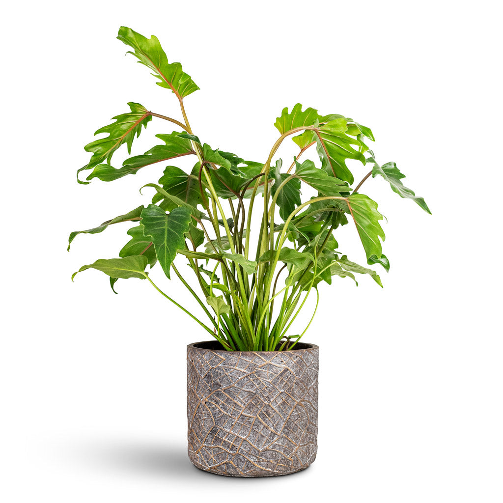 Thaumatophyllum Xanadu - 19x60cm House Plant In Denzel Pot Shiny Concrete - 22x20cm
