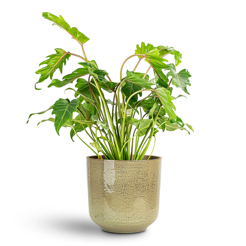 Thaumatophyllum Xanadu - 19x60cm House Plant In Nouri Pot Moss Green - 25x24cm