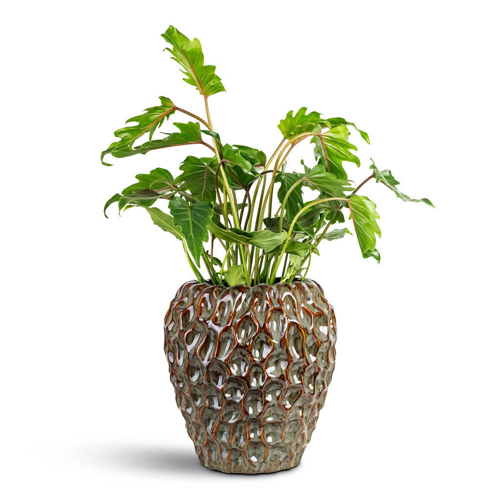 philodendron xanadu temperature Thaumatophyllum Xanadu - Philodendron Xanadu Plants | Hortology