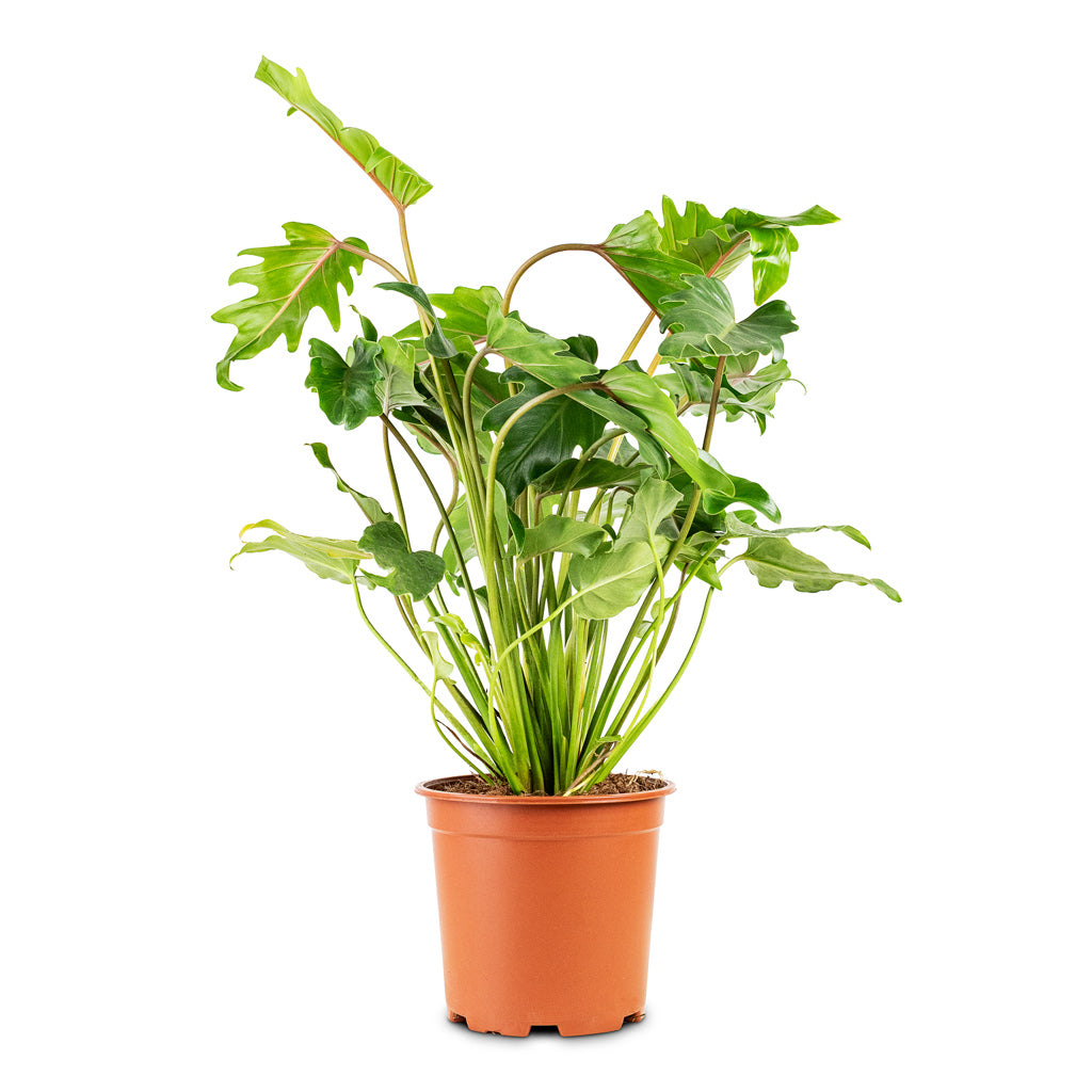 small philodendron xanadu Thaumatophyllum Xanadu - Philodendron Xanadu Plants | Hortology