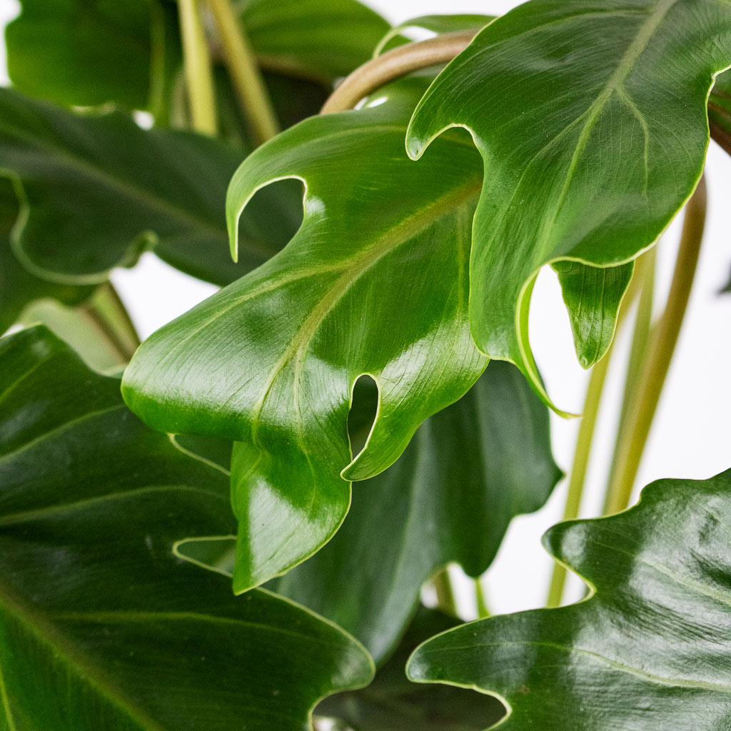 Thaumatophyllum Xanadu Close Up