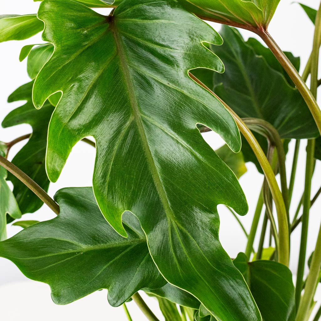 Thaumatophyllum Xanadu - 19x60cm House Plant In Mette Metal Pot Marrakesh - 25x22cm