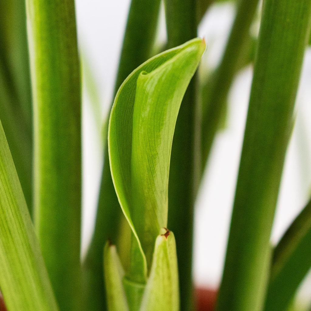 Thaumatophyllum Xanadu Close Up