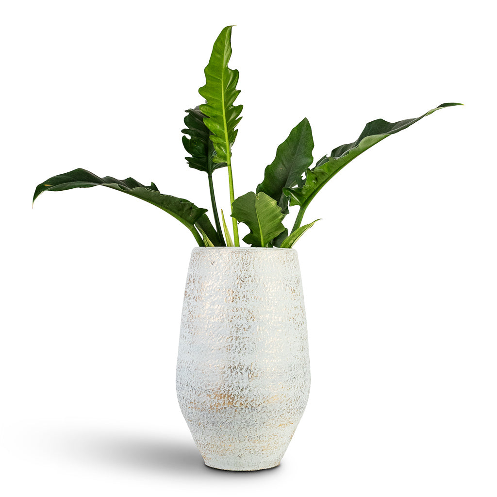 Thaumatophyllum bipinnatifidum Narrow Tiger Tooth House Plant In Noor Vase Metallic Grey