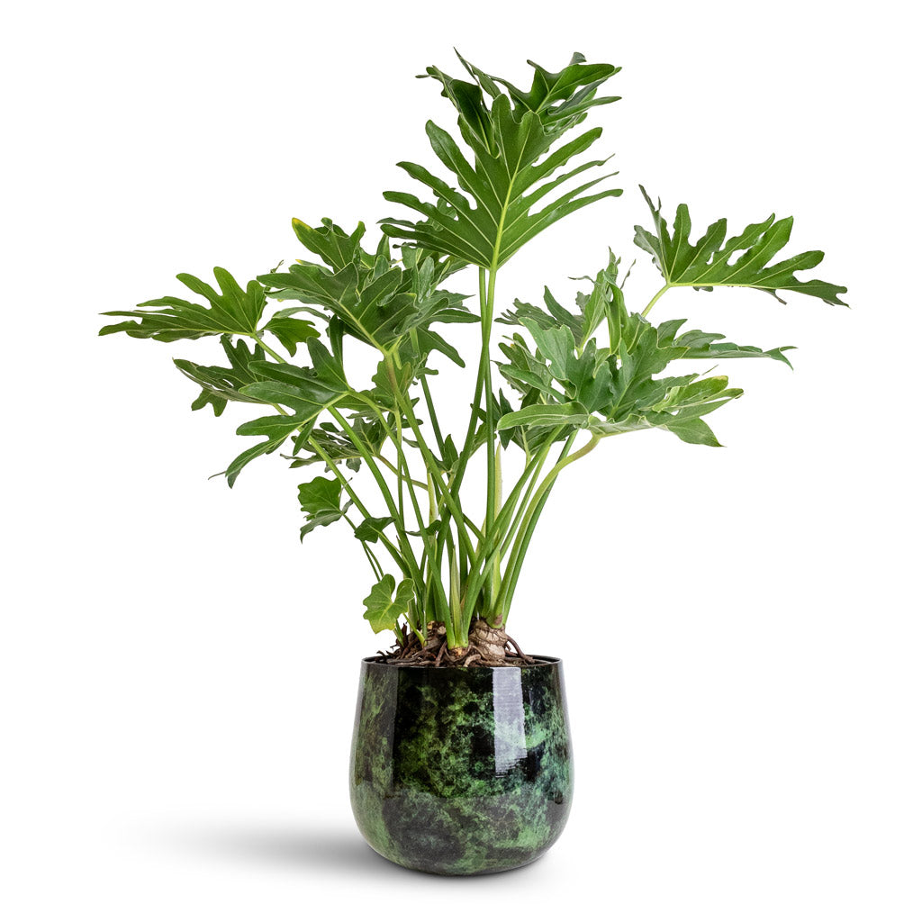 Thaumatophyllum bipinnatifidum Tree Philodendron - 24x90cm Emmie Metal Pot Mystic Green - 27x23cm