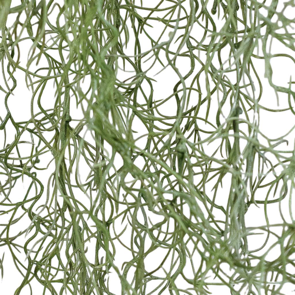 Tillandsia Hair Bush Artificial Close Up Of Plant Trailing 