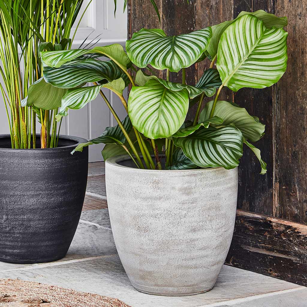 Calathea Orbifolia In Toulouse Planter Natural 
