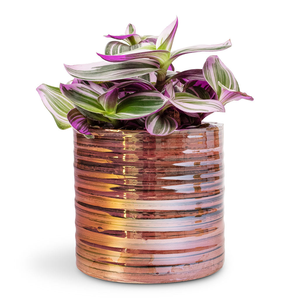 Tradescantia Albiflora Nanouk Fantasy Venice - 12x20cm In Didi Plant Pot Pearl Pink - 14x13cm