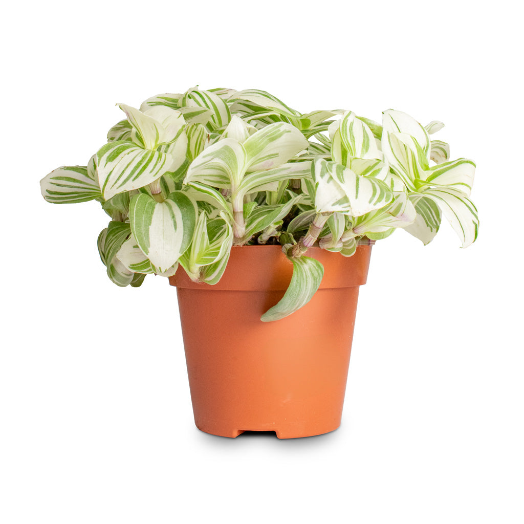 Tradescantia Brightness Inch Plant - 12x10cm