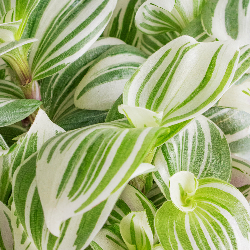 Tradescantia Brightness Inch Plant Close Up