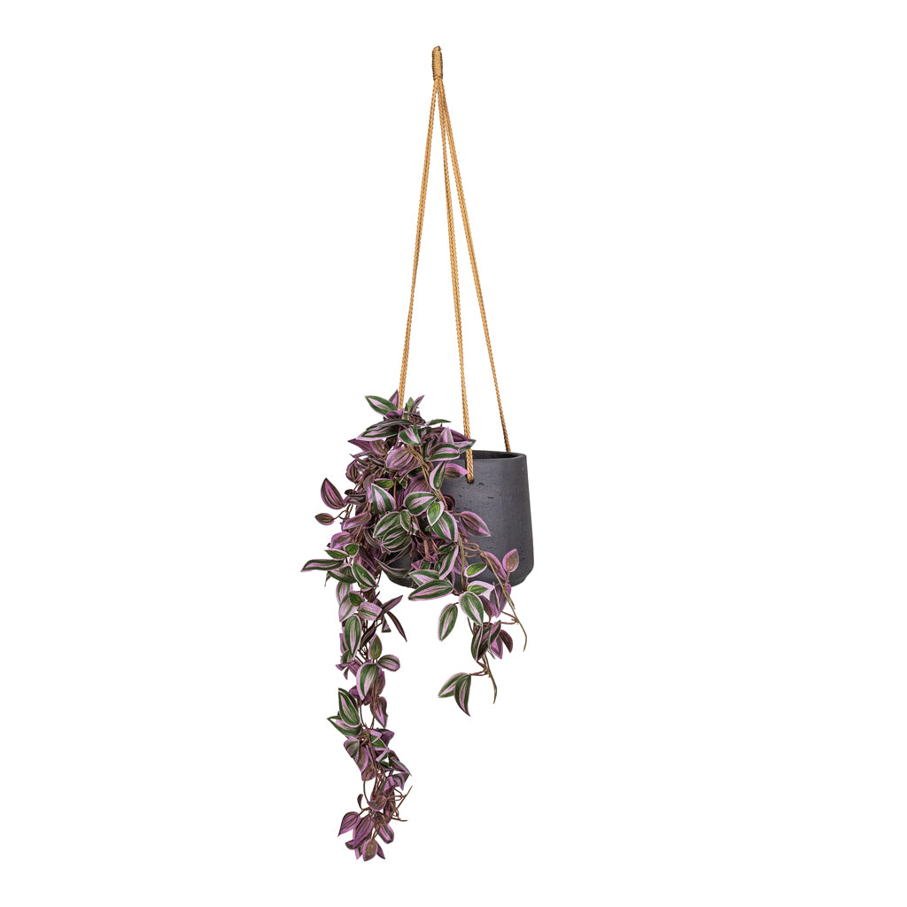 Tradescantia Hanging Bush Artificial In Patt Hanging Pot Black Washed