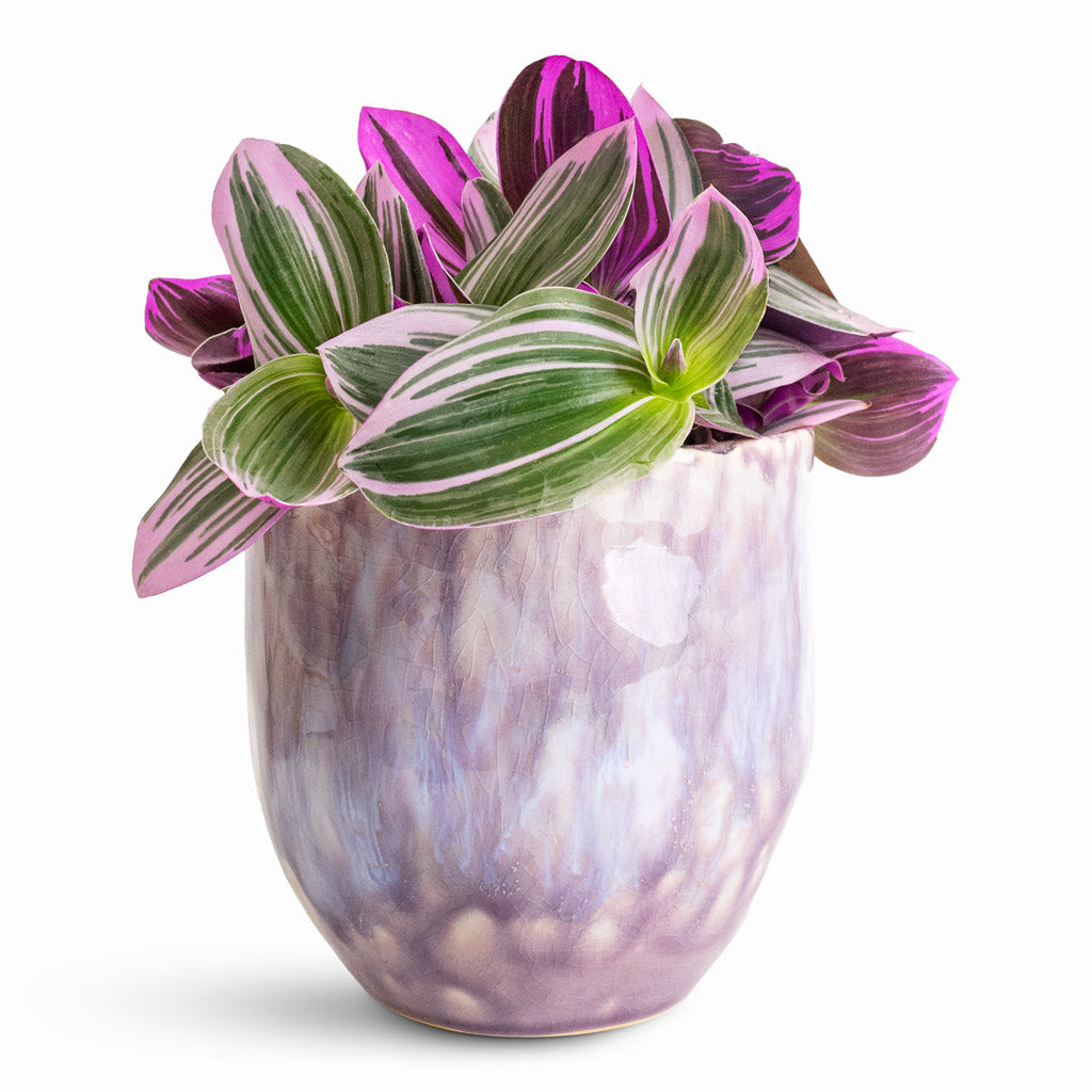 Tradescantia albiflora Nanouk - 12x20cm In Davide Pot Lavender Haze - 13x13cm