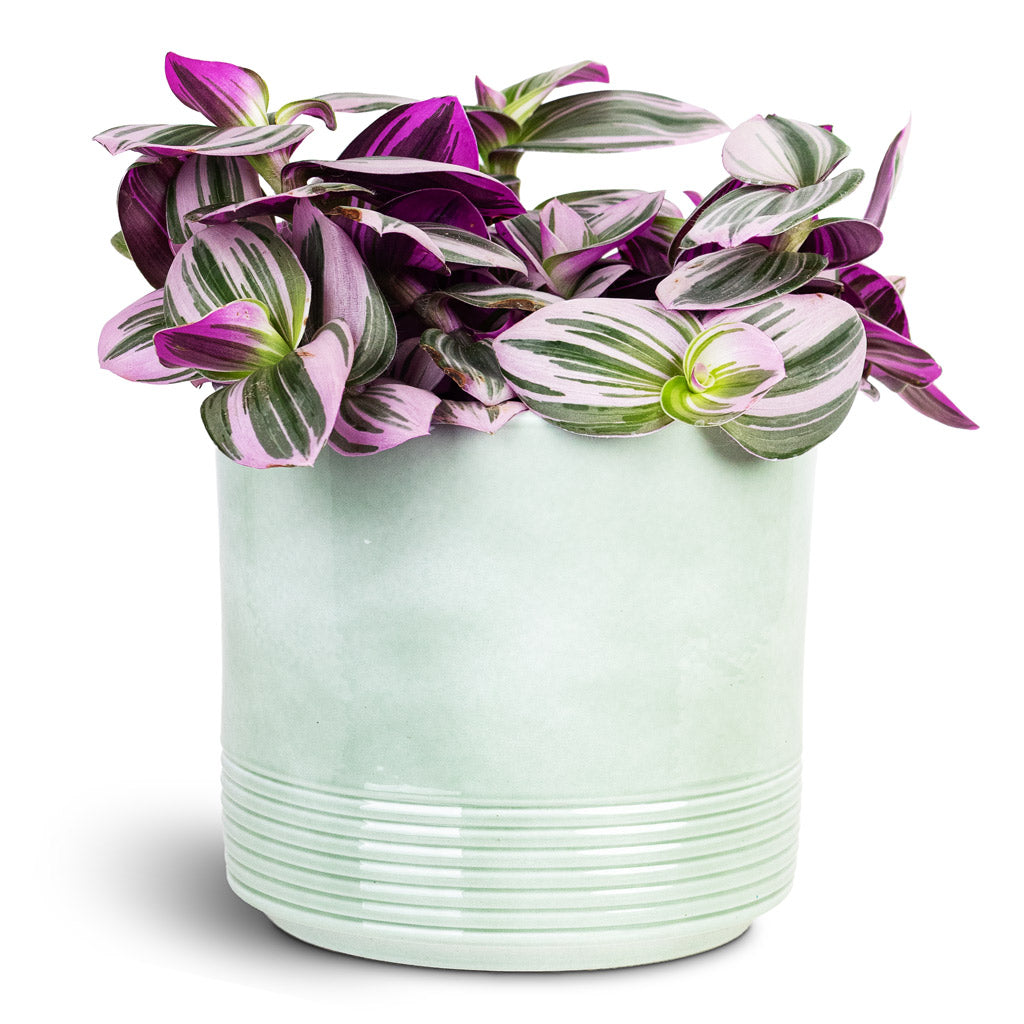 Tradescantia albiflora Nanouk 12x20cm House Plant In Munich Pot Green Gloss 14.5x12cm