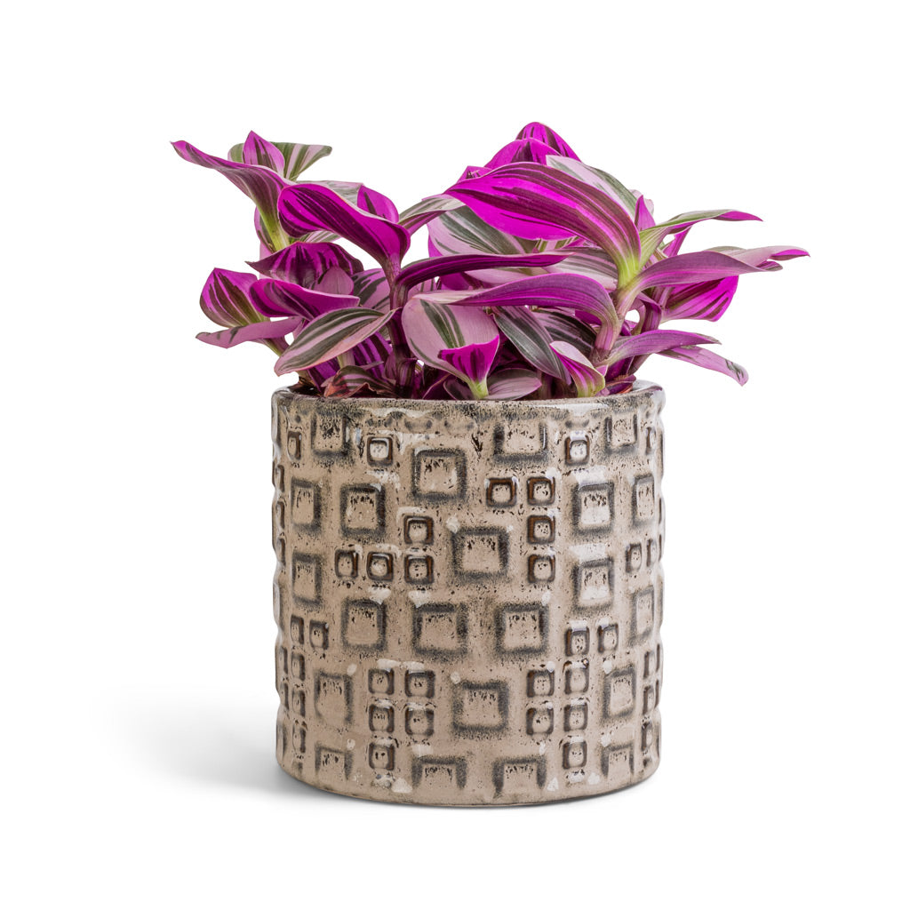 Tradescantia albiflora Nanouk - Fantasy Venice & Fiene Plant Pot - Grey