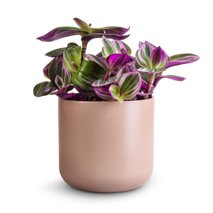 Tradescantia albiflora Nanouk - Fantasy Venice & Lisbon Plant Pot - Pink Clay