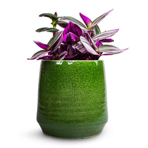 Tradescantia albiflora Nanouk - Fantasy Venice & Remi Plant Pot - Green