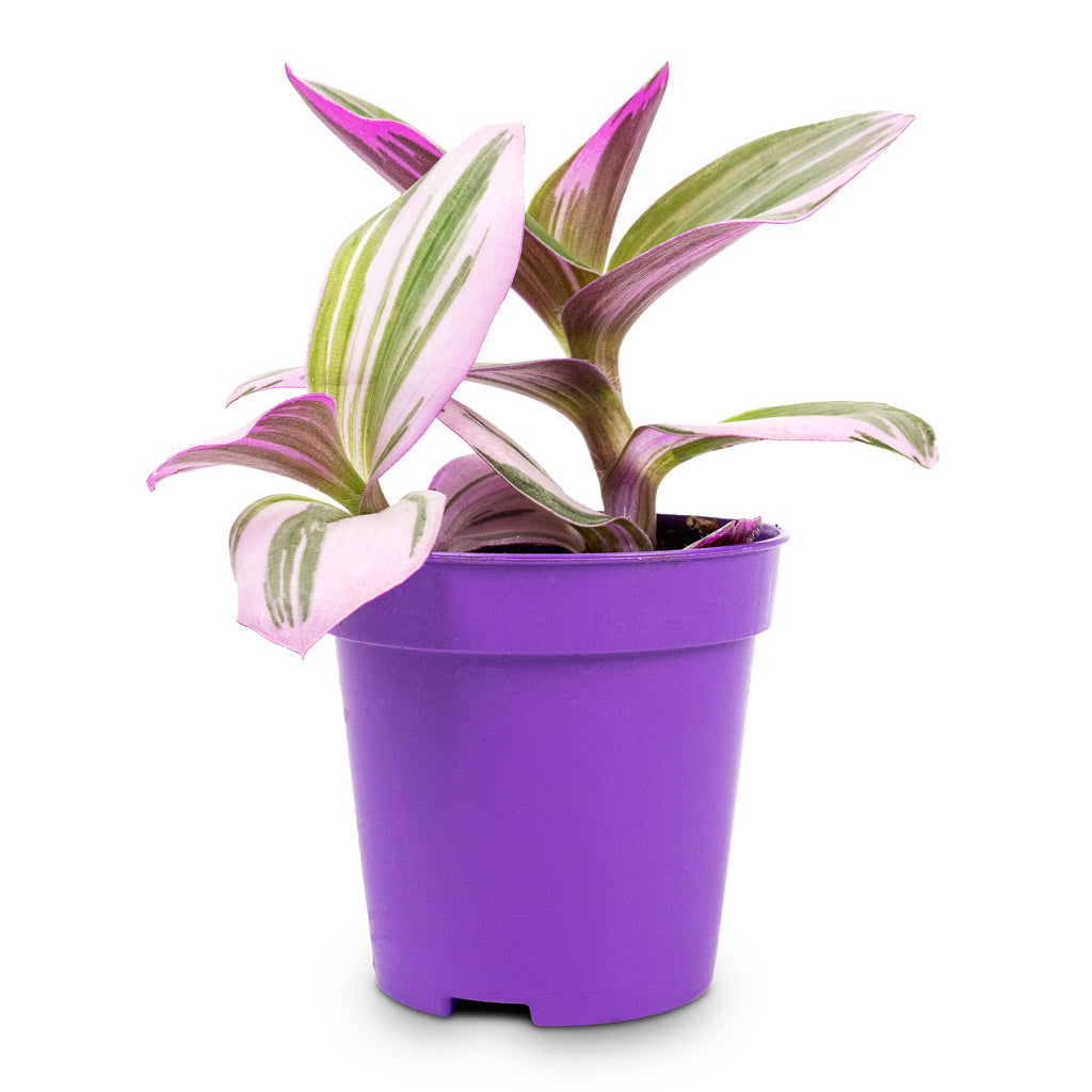 Tradescantia albiflora Nanouk Fantasy Venice - 5x5cm