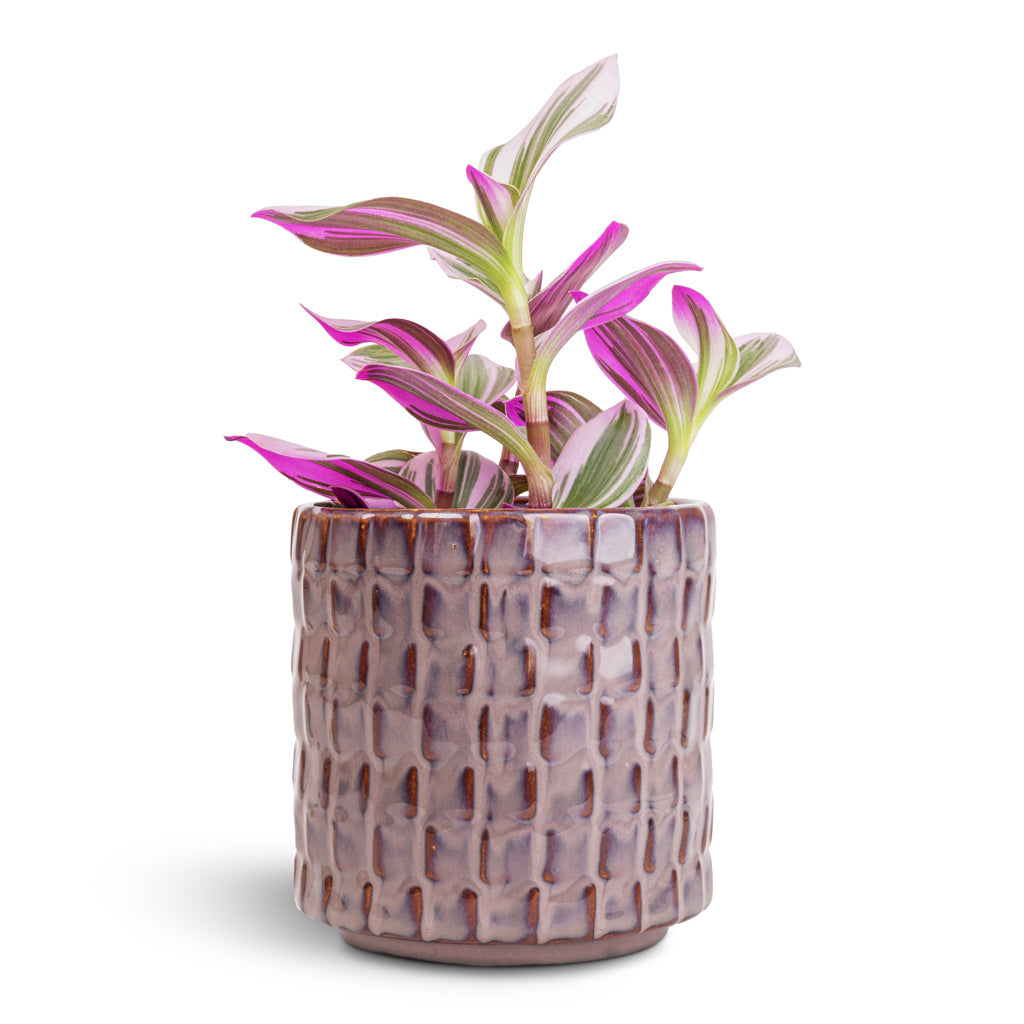 Stian Plant Pot - Lavender Candy & Tradescantia Houseplant