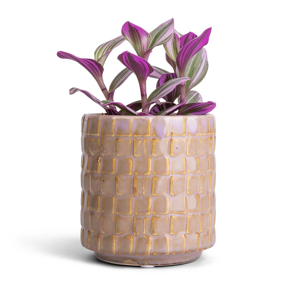 Tradescantia albiflora Nanouk - Fantasy Venice &amp; Stian Plant Pot - Soft Nougat