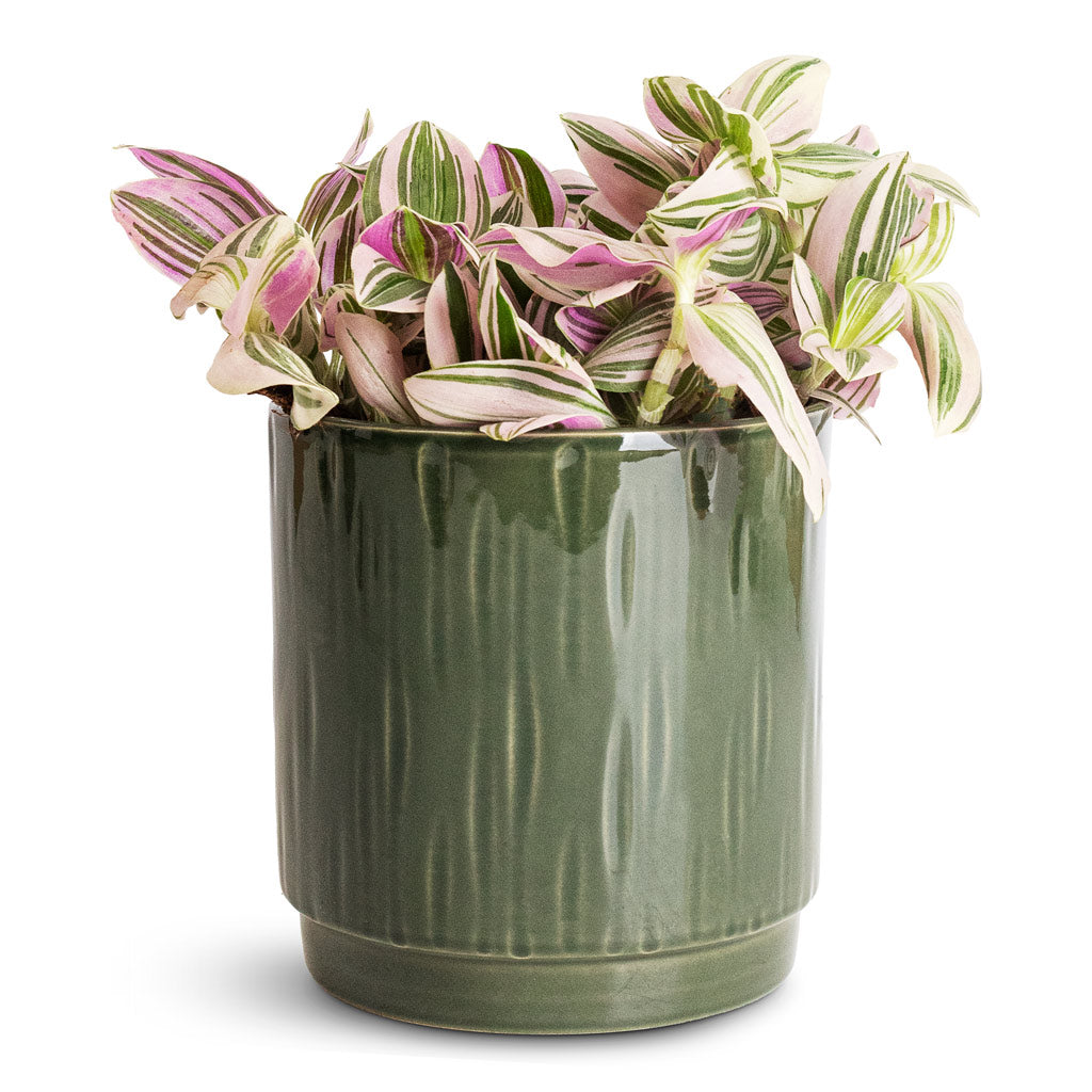 Tradescantia brightness - 12x15cm In Stella Pot Sage - 13x14cm