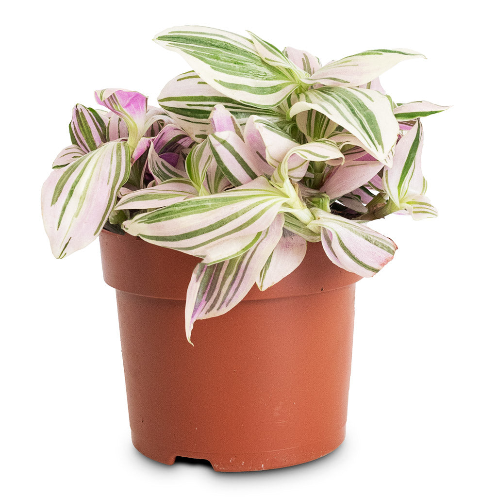 Tradescantia brightness