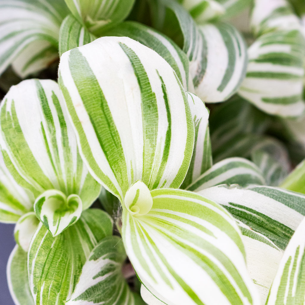 Tradescantia brightness Close Up