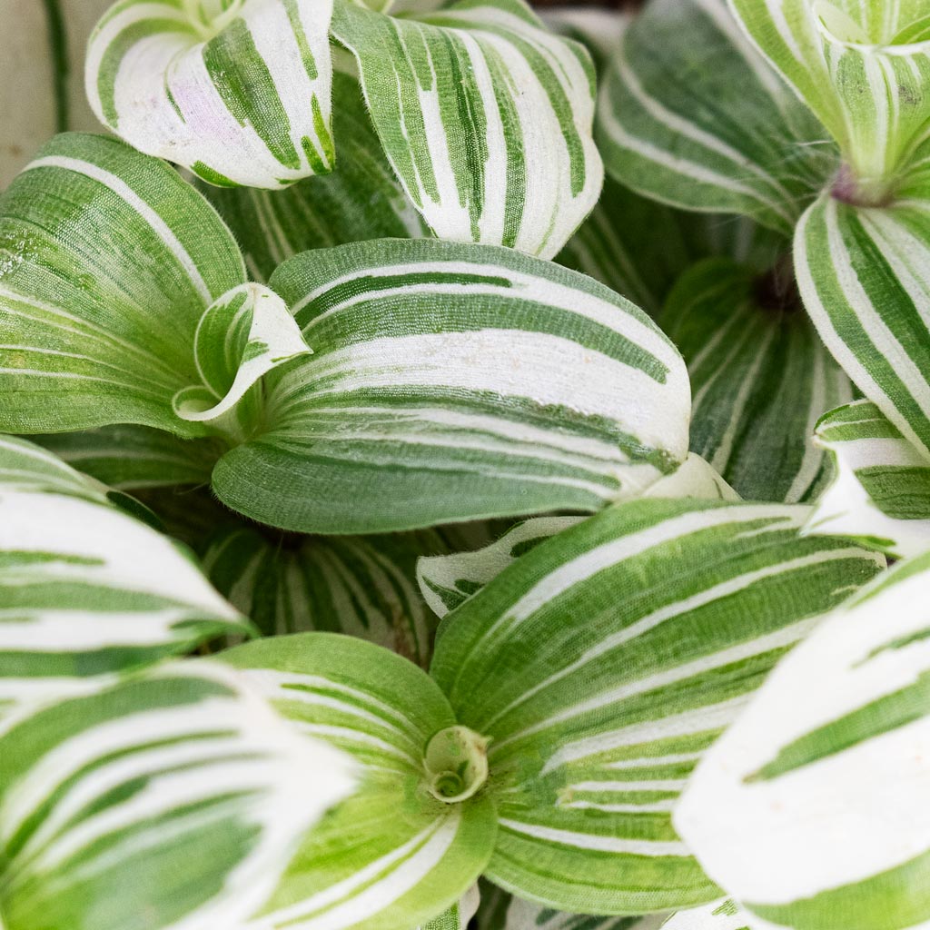 Tradescantia brightness Close Up