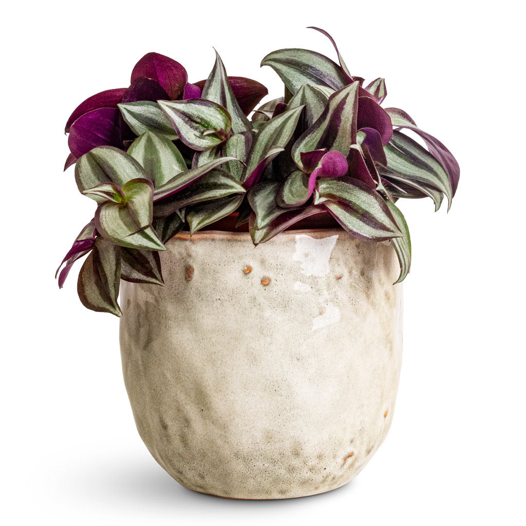 Tradescantia zebrina - 12x15cm In lisbon Pot White - 13x13cm