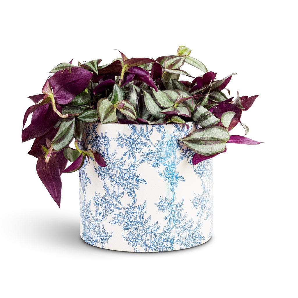 Tradescantia zebrina - 15x15cm House Plant In Lazzaro Pot Vintage Foliage - 18x16cm