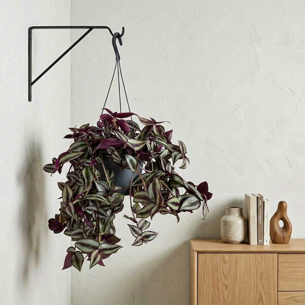 Tradescantia zebrina - 17 x 35cm