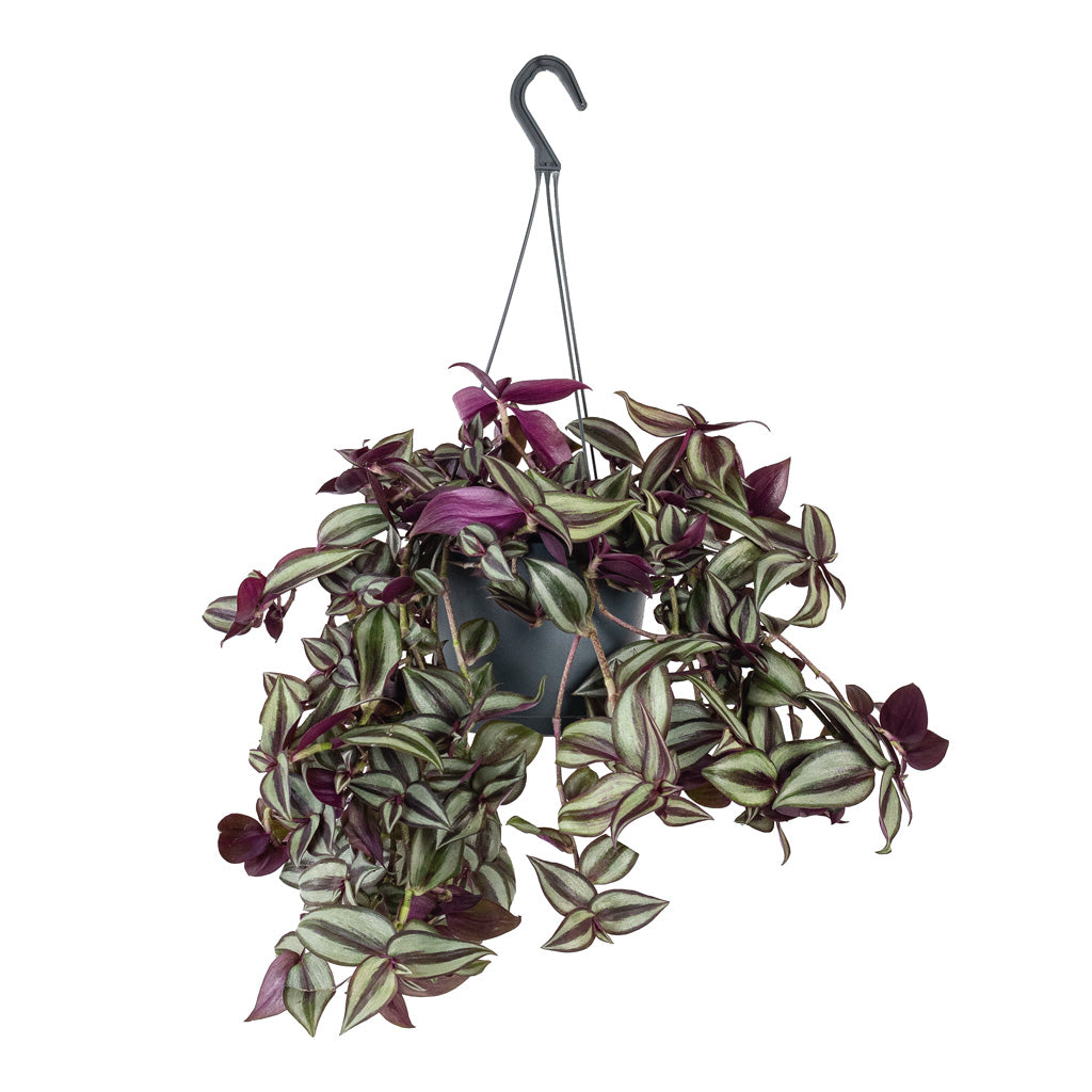 Tradescantia zebrina 17x35cm