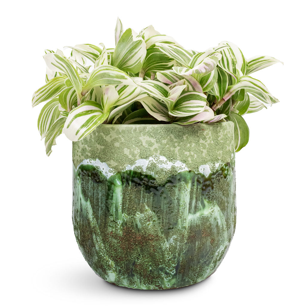 Tradescantia zebrina Brightness - 12x15cm Moon Plant Pot Jungle - 15x13cm